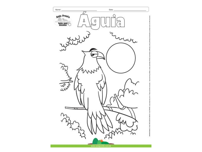 Desenho para Colorir – Animais - Águia