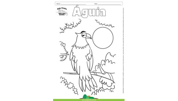 Desenho para Colorir – Animais - Águia